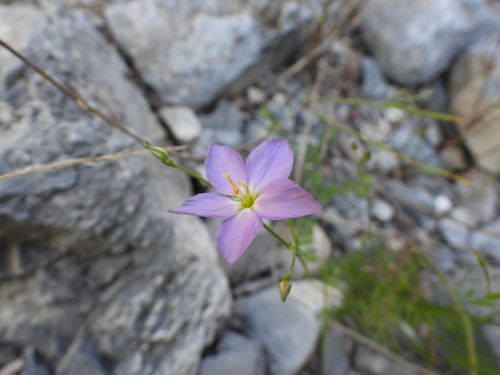 Giliastrum stewartii (Giliastrum stewartii)