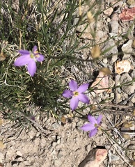 Giliastrum stewartii (Giliastrum stewartii)