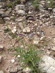 Giliastrum stewartii (Giliastrum stewartii)
