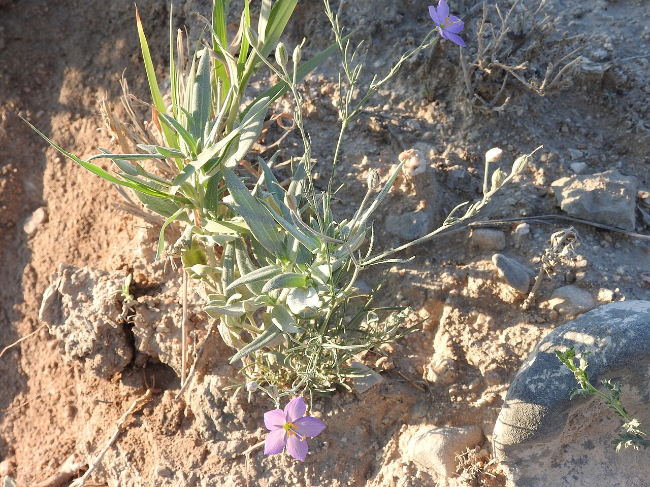 Giliastrum stewartii: Stewart's Gilia (Giliastrum stewartii). Species of plant.