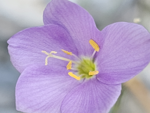 Giliastrum stewartii (Giliastrum stewartii)