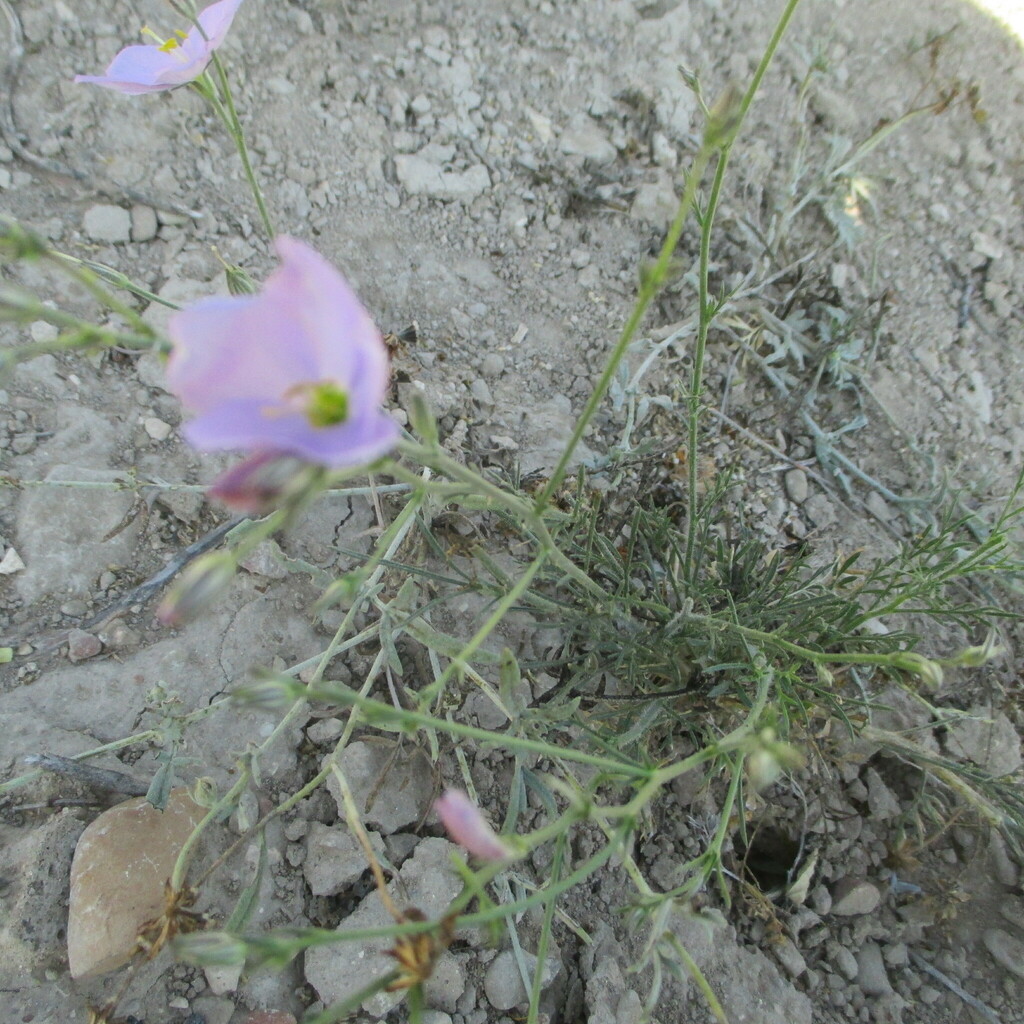 Giliastrum stewartii (Giliastrum stewartii)