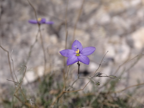 Giliastrum stewartii (Giliastrum stewartii)