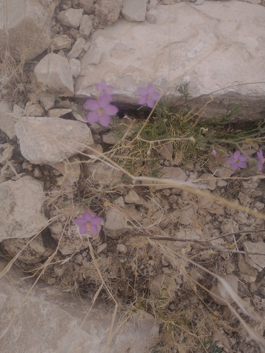 Giliastrum stewartii (Giliastrum stewartii)