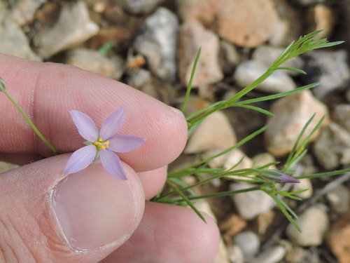 Giliastrum stewartii (Giliastrum stewartii)