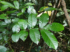 Pink alder (Gillbeea adenopetala)