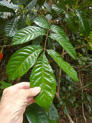 Pink alder (Gillbeea adenopetala)