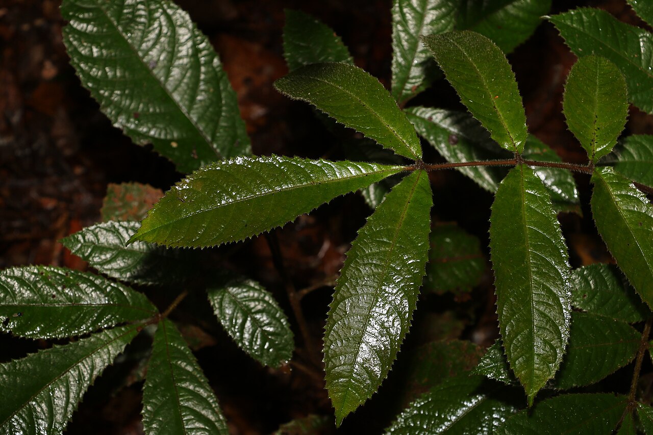 Pink alder: Gillbeea adenopetala