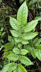 Pink alder (Gillbeea adenopetala)
