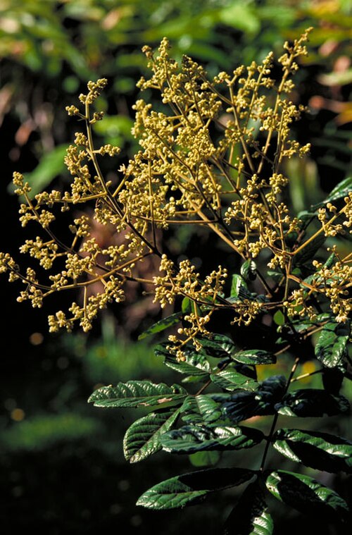 Pink alder: Gillbeea adenopetala in flower