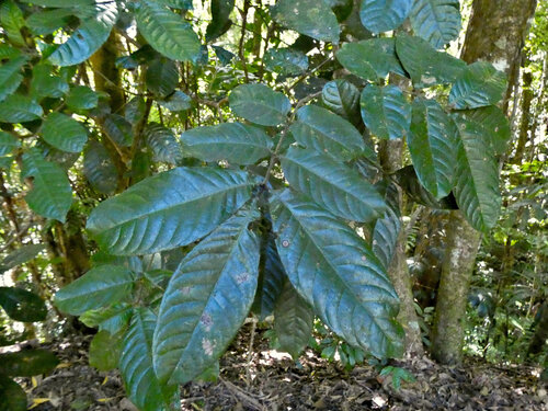 Pink alder (Gillbeea adenopetala)