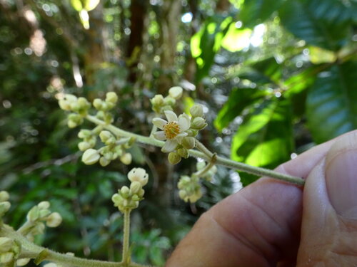 Pink alder (Gillbeea adenopetala)