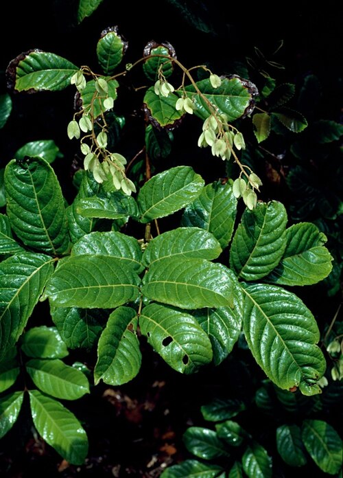 Pink alder: Gillbeea adenopetala foliage and fruit