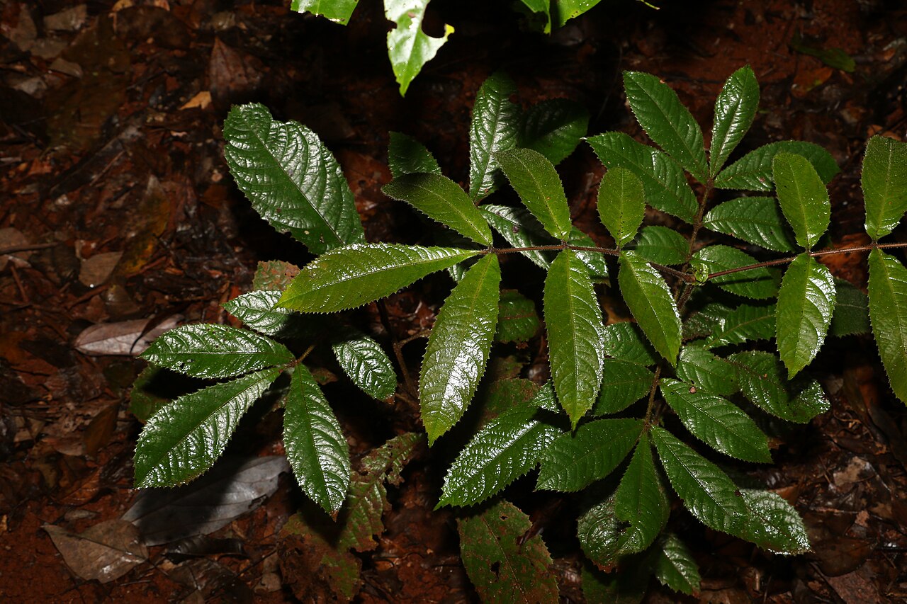 Pink alder: Gillbeea adenopetala