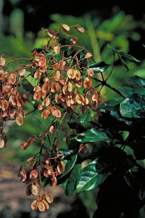 Pink alder: Gillbeea adenopetala in flower