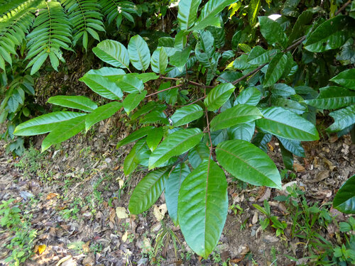 Pink alder (Gillbeea adenopetala)