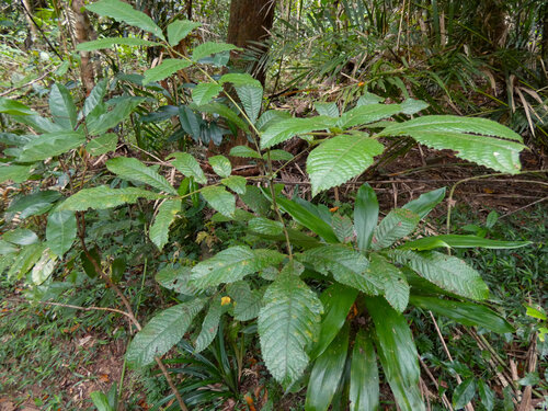 Pink alder (Gillbeea whypallana)