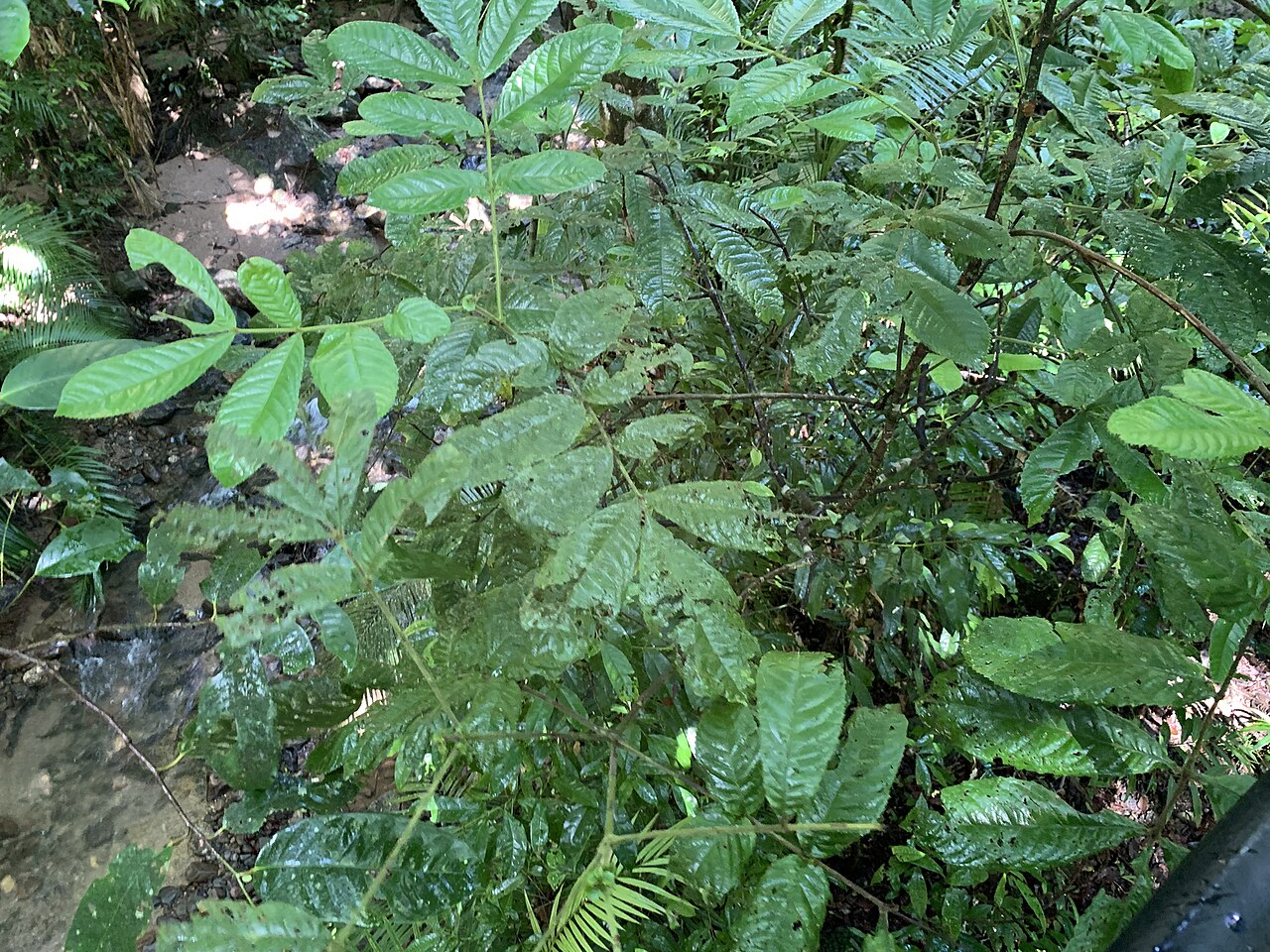 Pink alder: Gillbeea whypallana in Australia