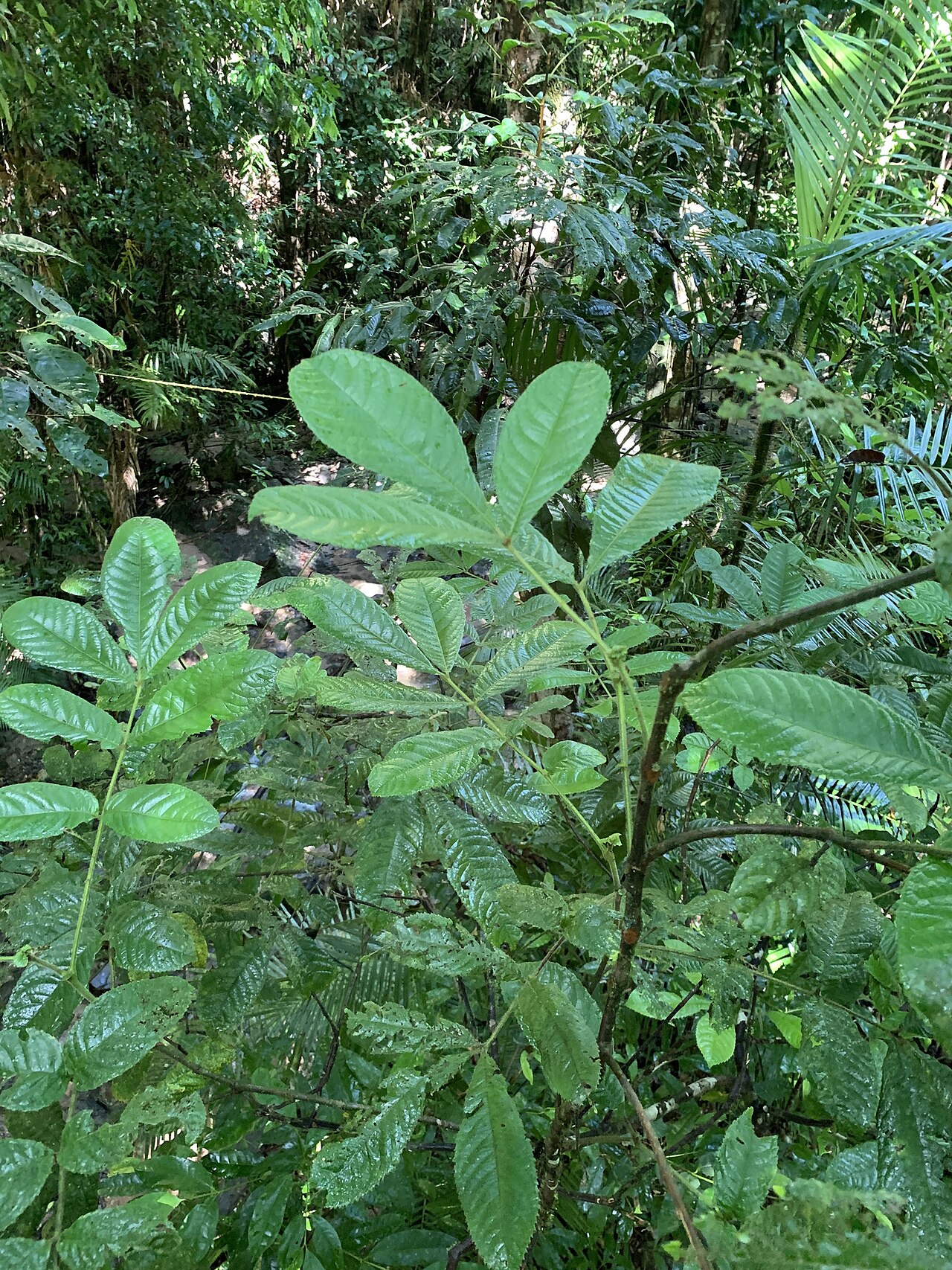 Pink alder: Gillbeea whypallana in Australia