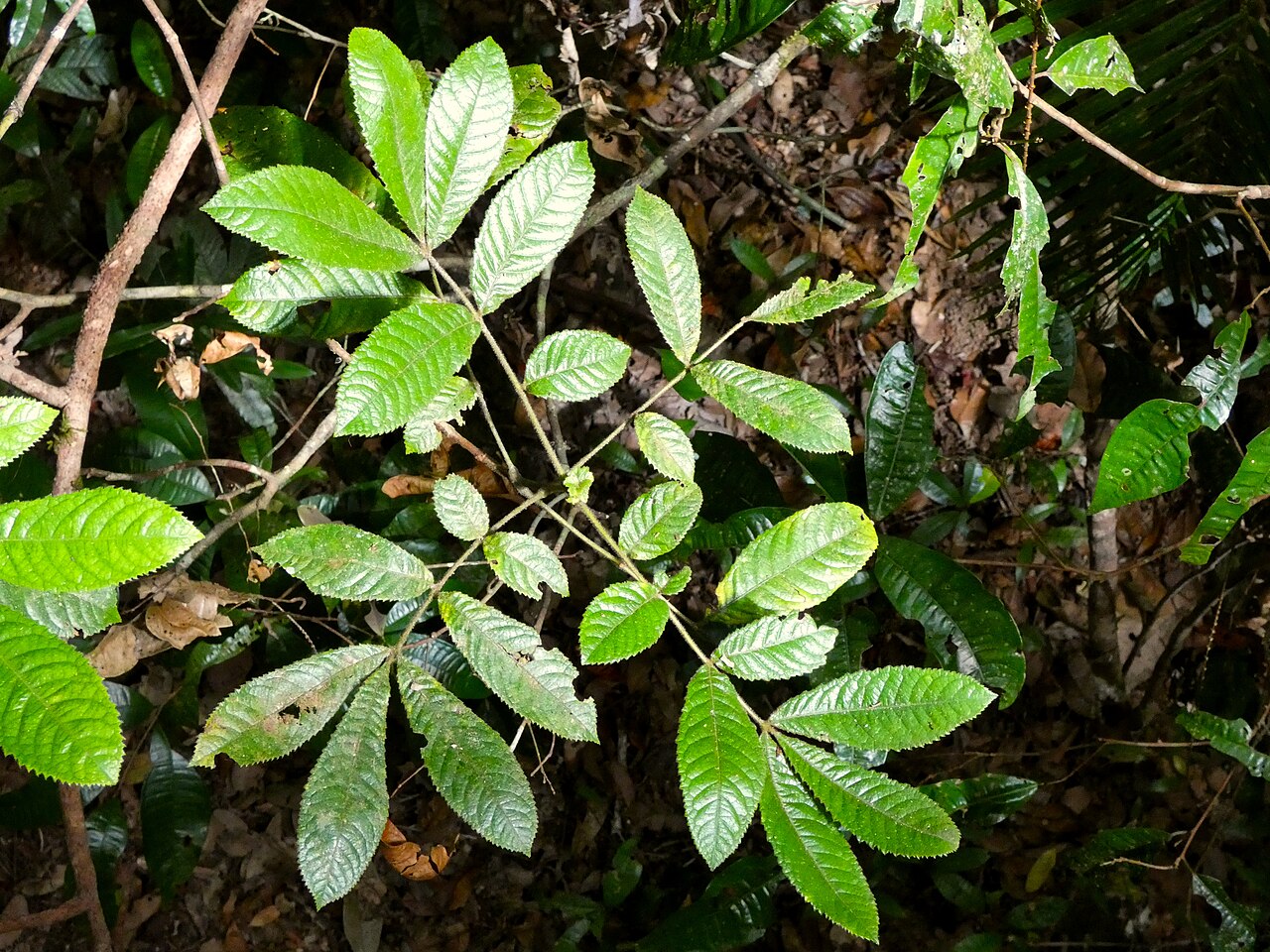 Pink alder: Gillbeea whypallana in rainforest at Mossman Gorge, Queensland, Australia