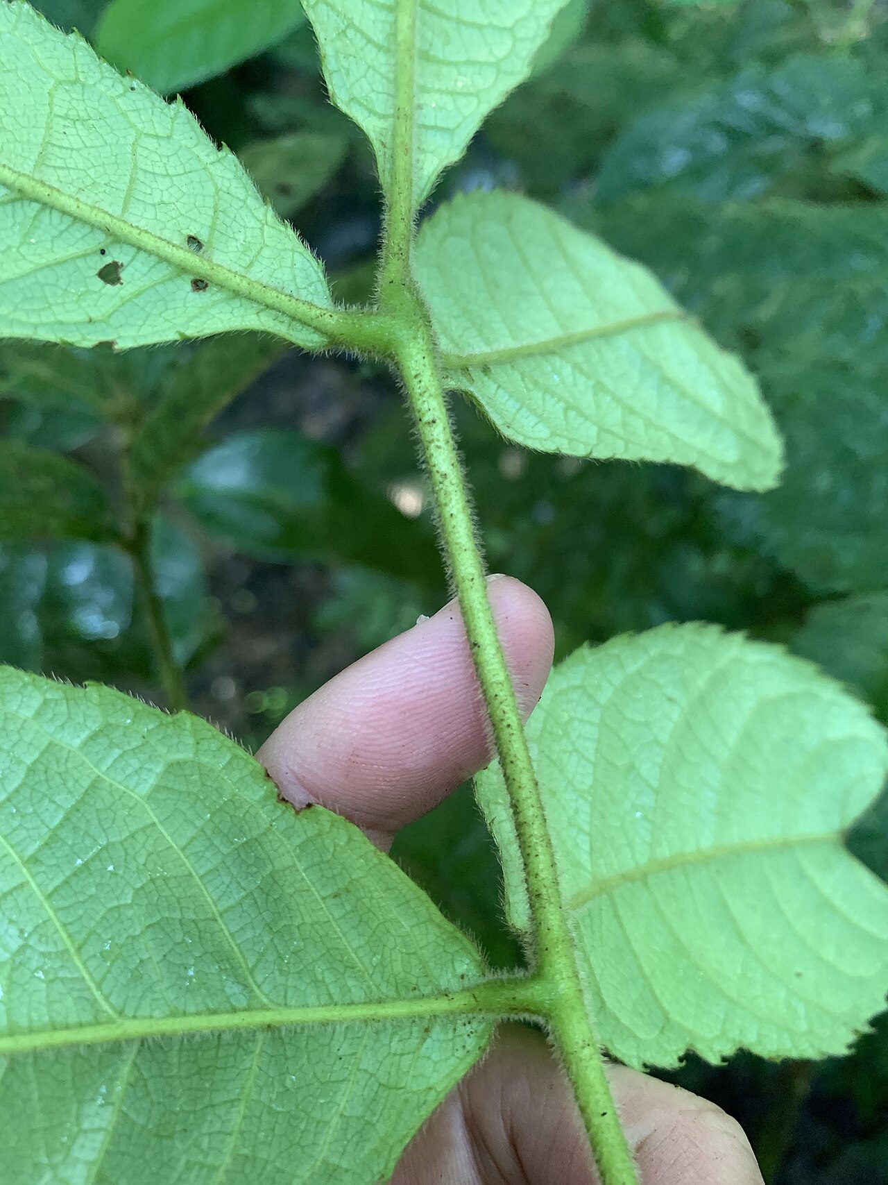 Pink alder: Gillbeea whypallana in Australia