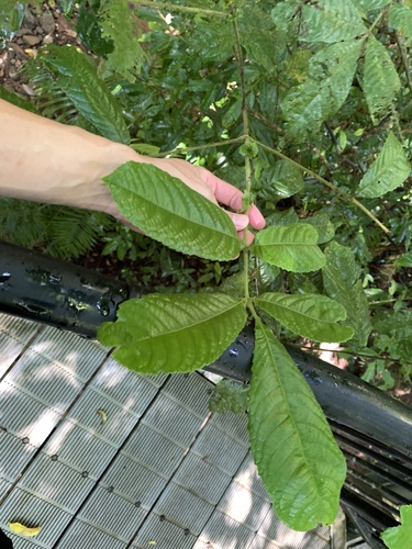 Pink alder (Gillbeea whypallana)