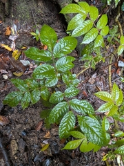 Pink alder (Gillbeea whypallana)