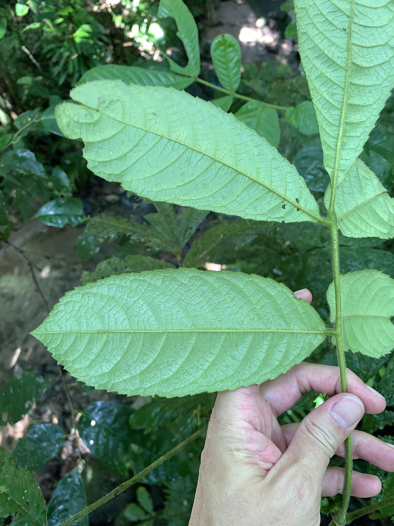 Pink alder: Gillbeea whypallana in Australia
