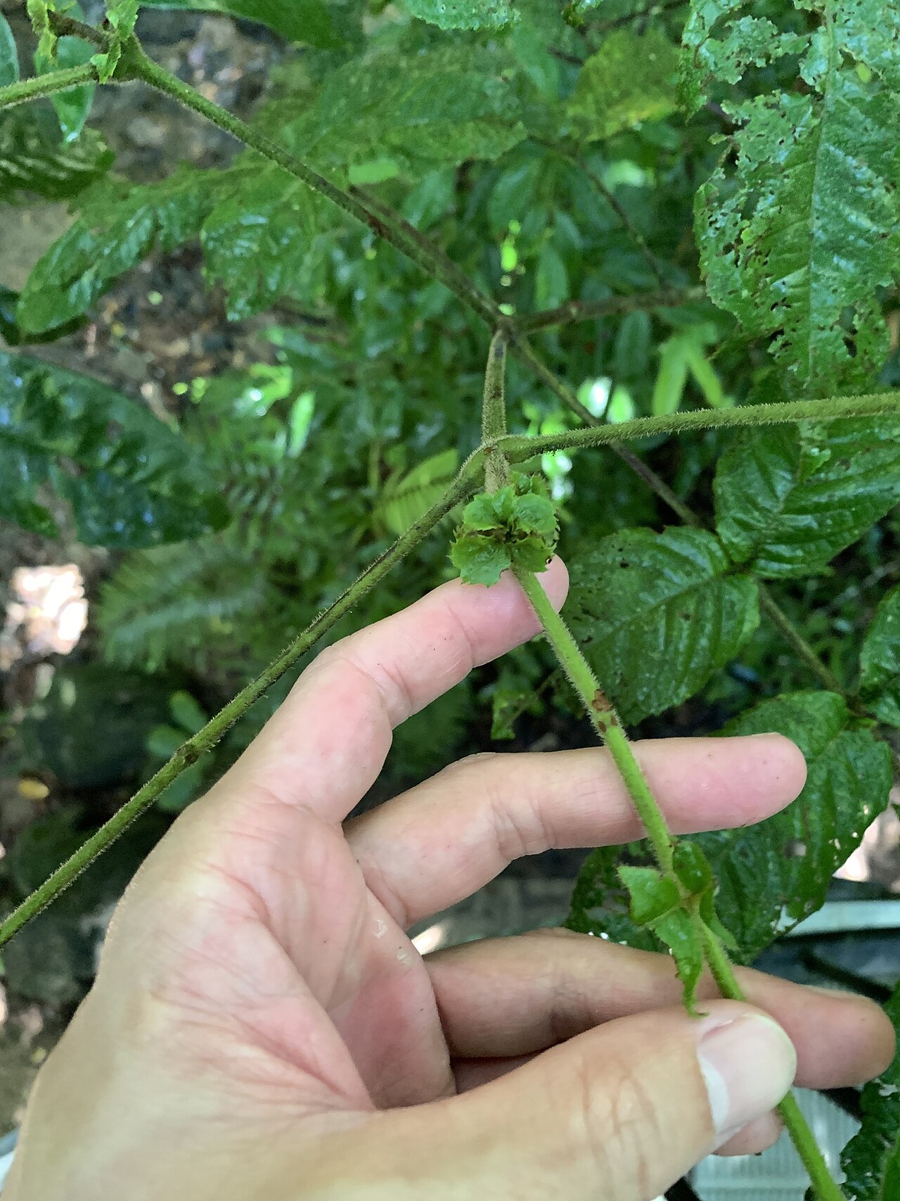 Pink alder: Gillbeea whypallana in Australia