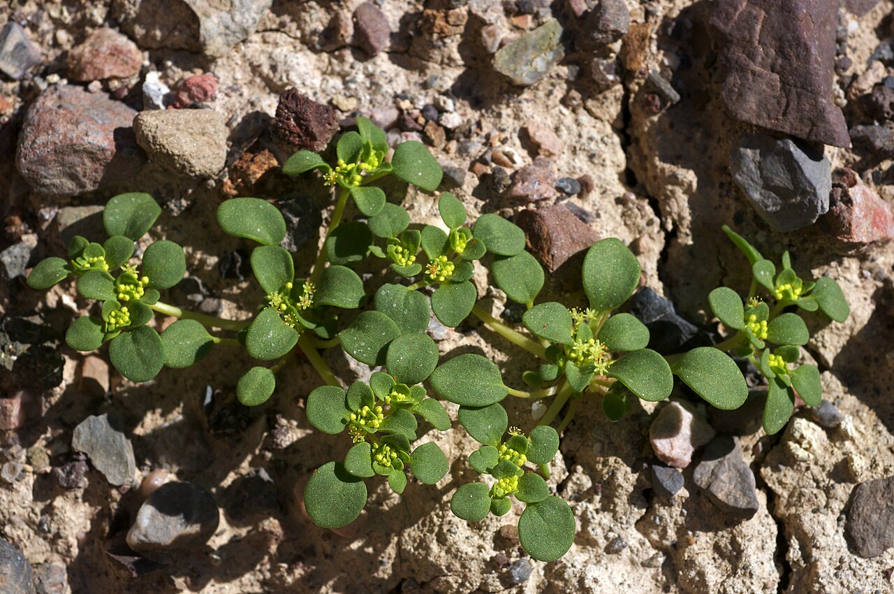 Goldencarpet: Species from California Common name: Golden Carpet Photographed in Golden Canyon, Death Valley National Park