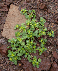Goldencarpet (Gilmania luteola)