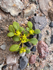Goldencarpet (Gilmania luteola)