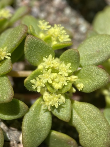 Goldencarpet (Gilmania luteola)