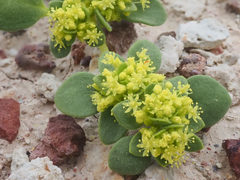 Goldencarpet (Gilmania luteola)
