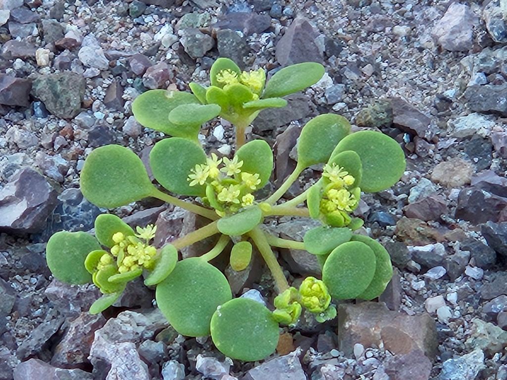 Goldencarpet (Gilmania luteola)