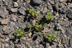 Goldencarpet (Gilmania luteola)