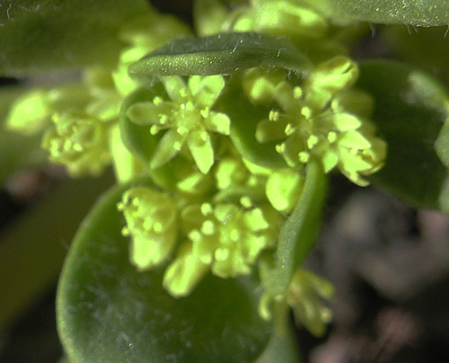 Goldencarpet (Gilmania luteola)
