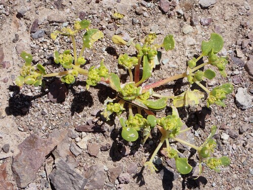 Goldencarpet (Gilmania luteola)