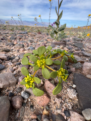 Goldencarpet (Gilmania luteola)