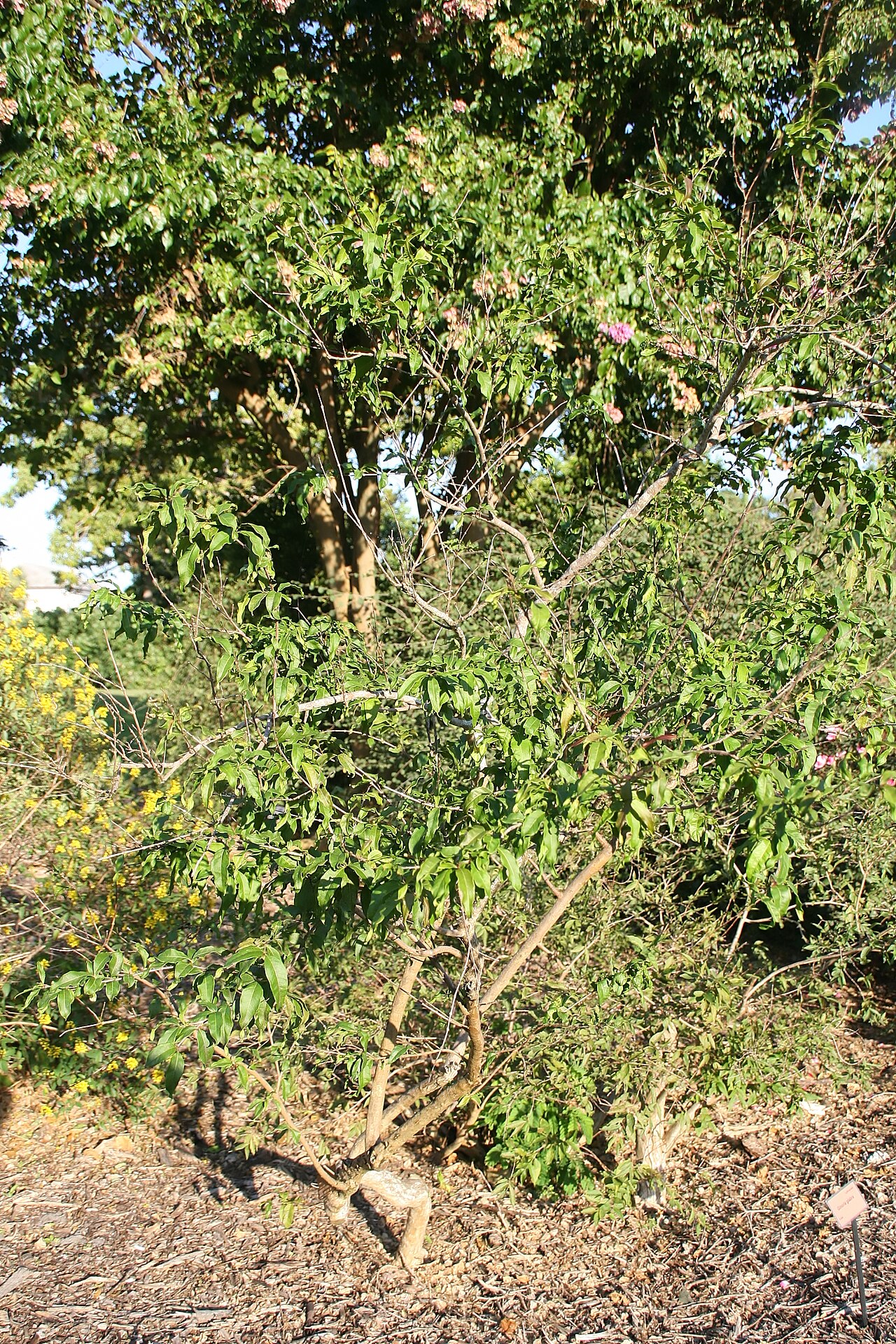 Ginoria glabra: Location taken: Fairchild Tropical Botanic Garden, Miami, FL USA. Names: Ginoria glabra Griseb. Classification: Plantae > Tracheophyta > Spermatopsida > Myrtale