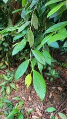 Gironniera nervosa (Gironniera nervosa)