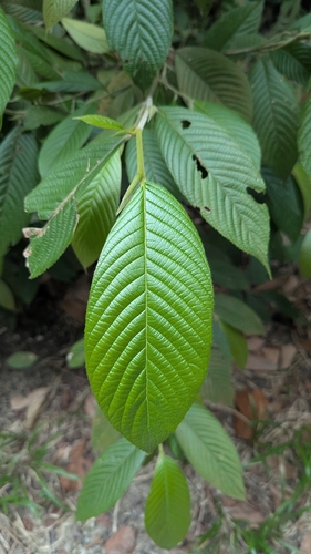 Gironniera nervosa (Gironniera nervosa)