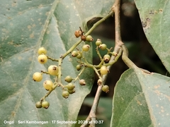 Gironniera nervosa (Gironniera nervosa)