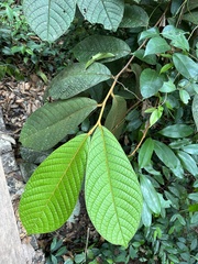 Gironniera nervosa (Gironniera nervosa)