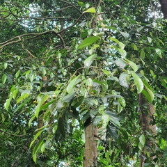Gironniera parvifolia (Gironniera parvifolia)