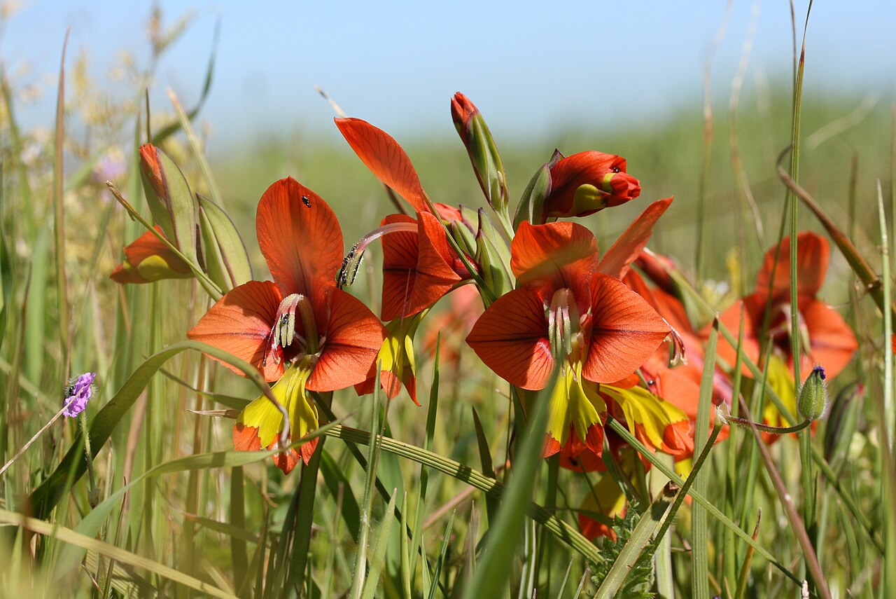 Turkey-chick: Gladiolus alatus in Cape Fynbos. Cape Town.