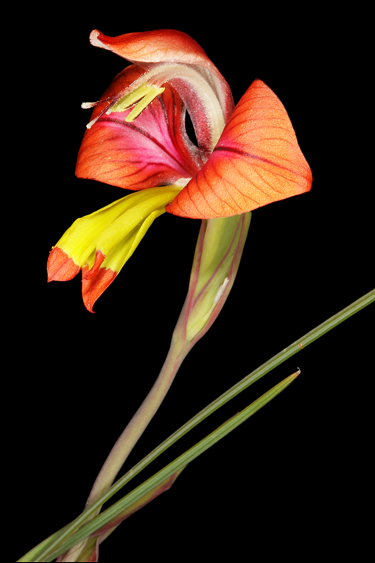 Turkey-chick: Gladiolus alatus , flower; Farm Oorlogskloof, Nieuwoudtville, Northern Cape, South Africa