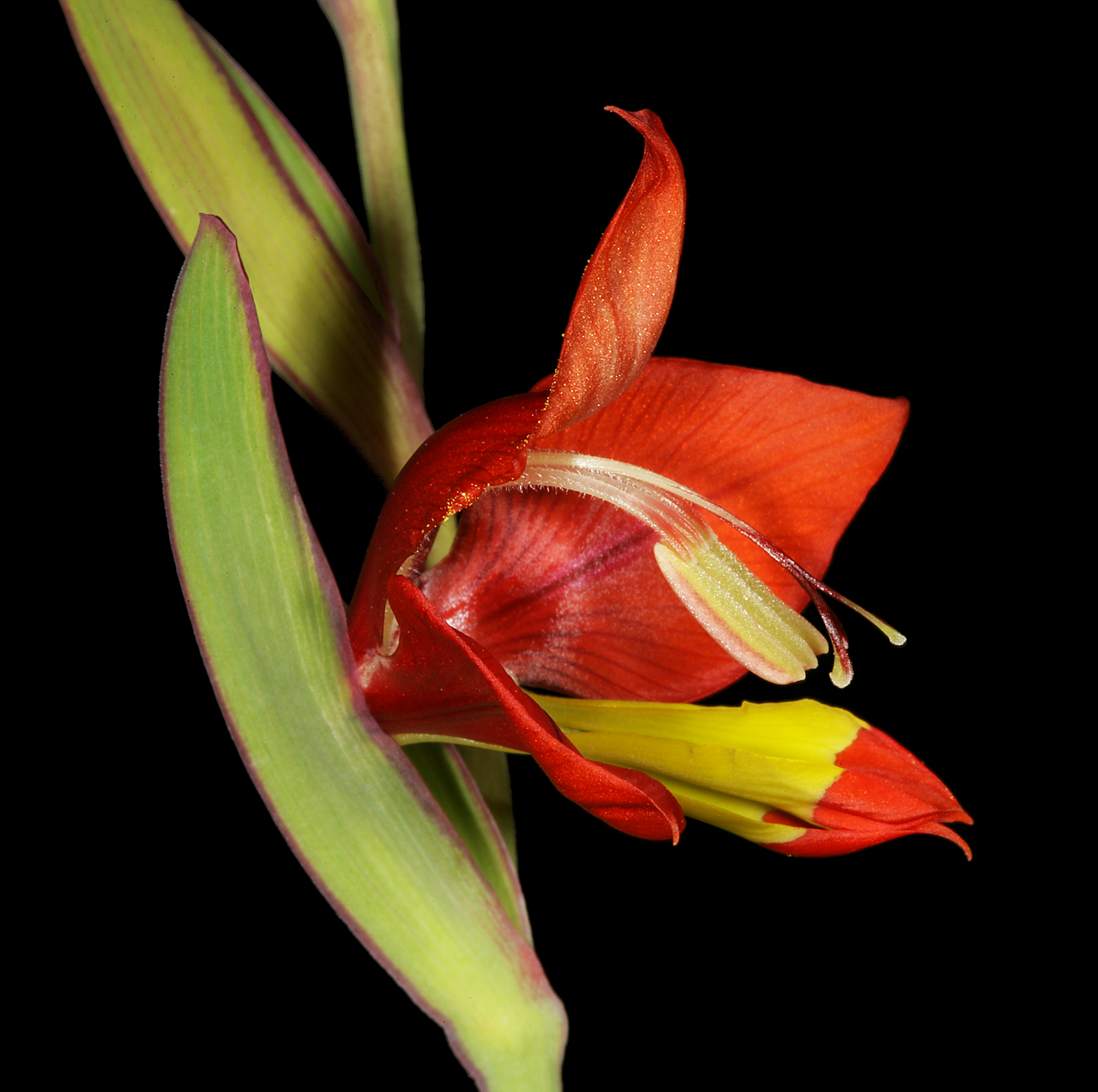 Turkey-chick: Gladiolus alatus , flower; Nieuwoudtville, along Grasberg Road just past Willemsrivier on sandstone, Northern Cape, South Africa