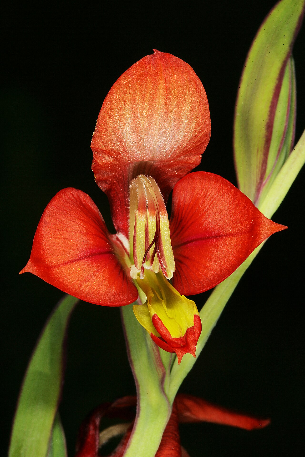 Turkey-chick: Gladiolus alatus , flower; Nieuwoudtville, along Grasberg Road just past Willemsrivier on sandstone, Northern Cape, South Africa