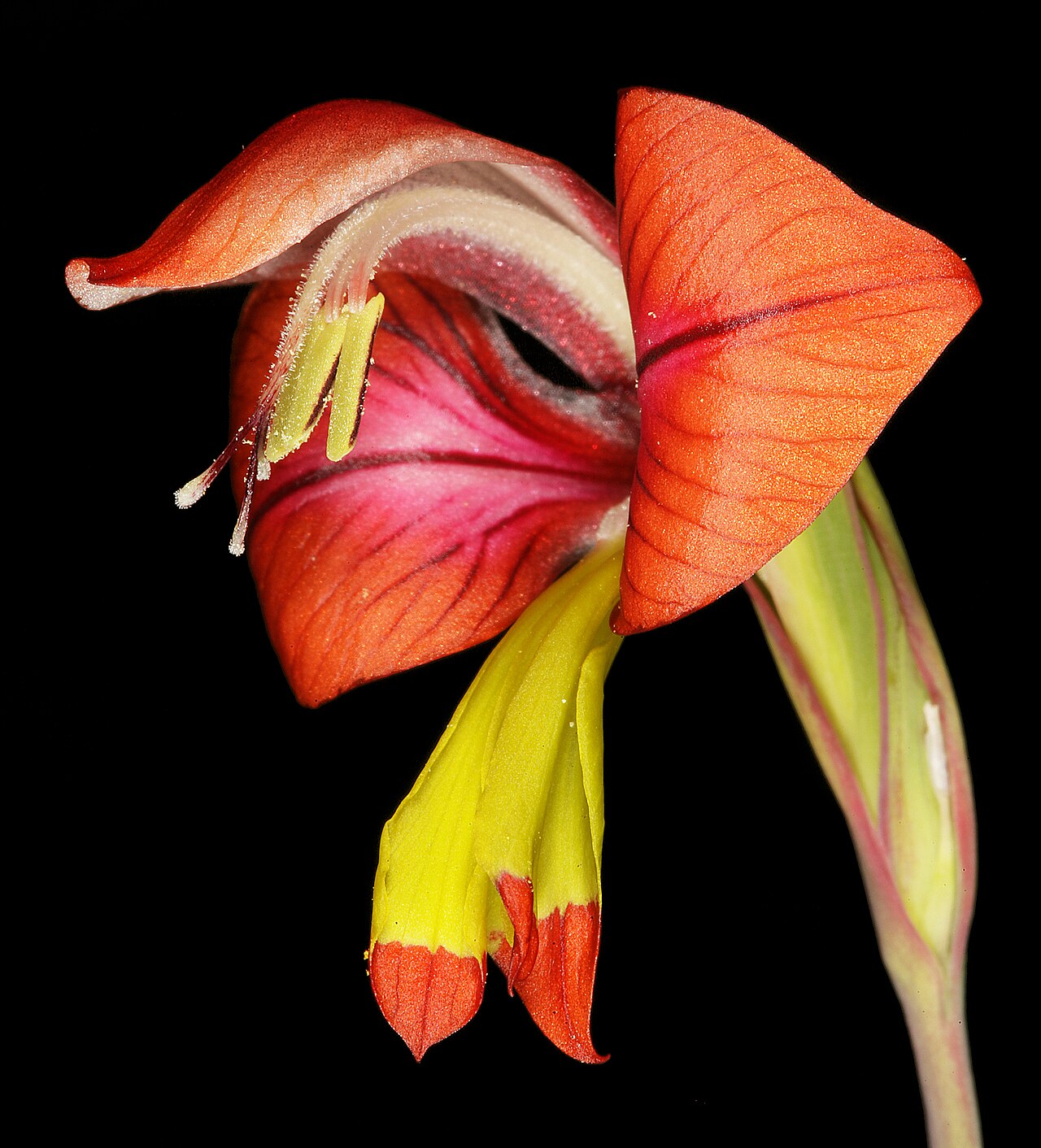 Turkey-chick: Gladiolus alatus , flower; Farm Oorlogskloof, Nieuwoudtville, Northern Cape, South Africa